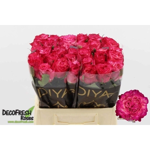 Rosa large enchantment