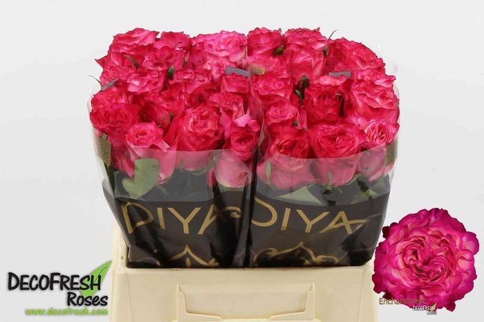 <h4>Rosa large enchantment</h4>
