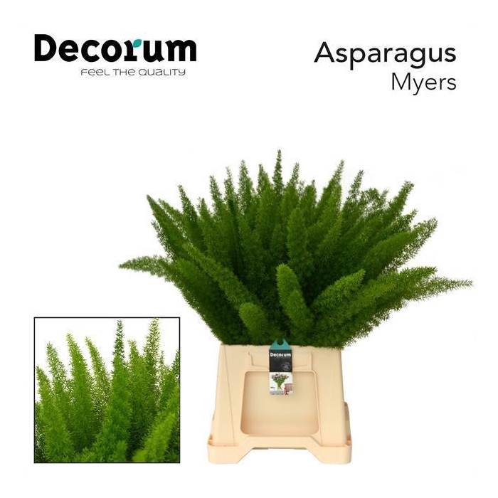 <h4>ASP DENS MYERS</h4>