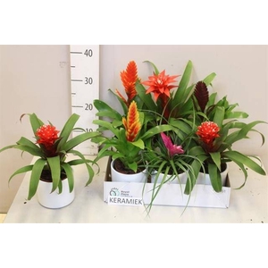 ARR BROMELIA