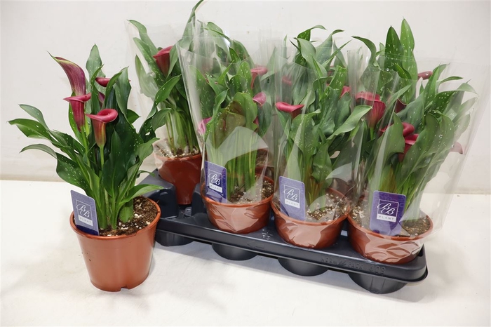 <h4>arr8 Zant Allure</h4>