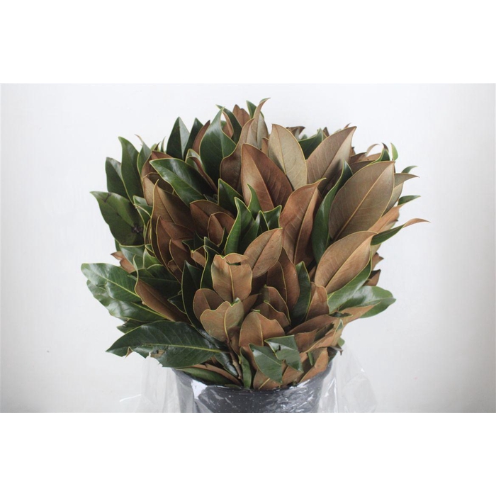 <h4>Magnolia P Bunch</h4>