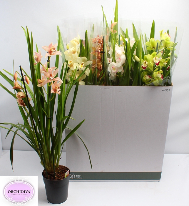 <h4>CYMB GEMENGD</h4>