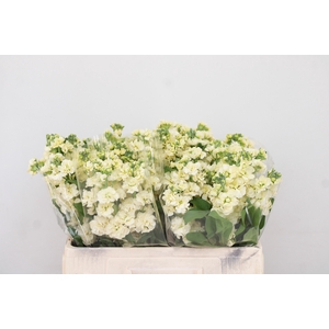 MATTH CENTUM CREAM