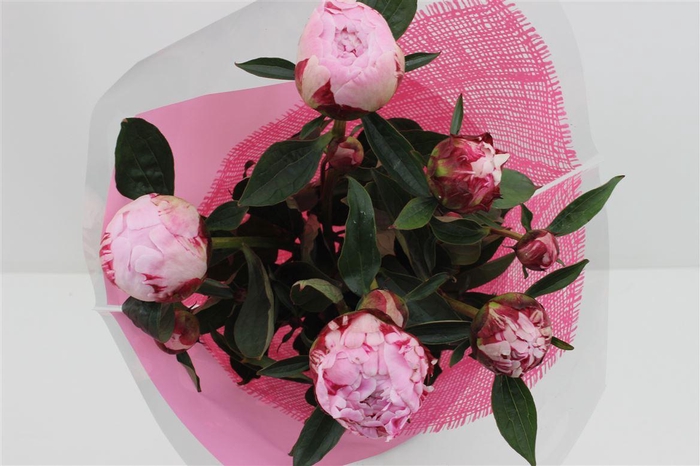 <h4>Boeket Mono Pioen (5)</h4>