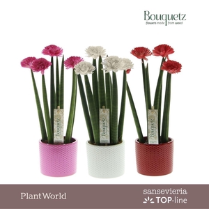 Sansevieria TOP-line Bouquetz Love Mix in Dots keramiek