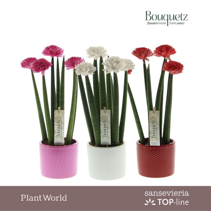 <h4>Sansevieria TOP-line Bouquetz Love Mix in Dots keramiek</h4>
