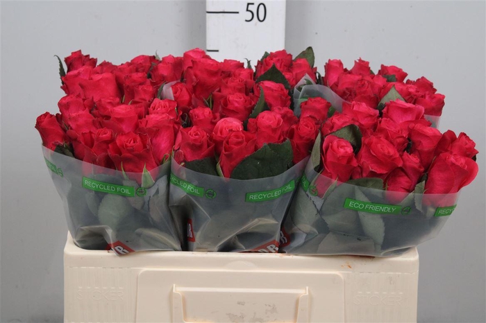 <h4>R Gr Tacazzi+</h4>