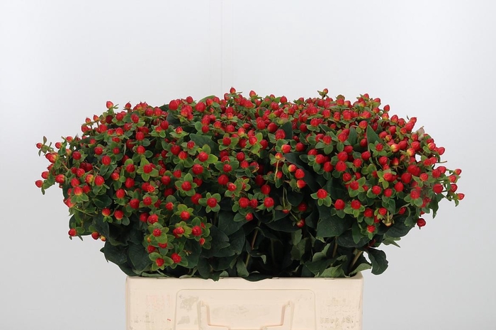 <h4>Hyp Mag Triumph</h4>