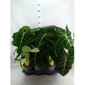 Alocasia   ...