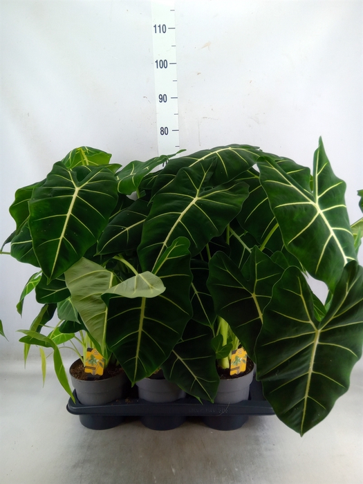 <h4>Alocasia   ...</h4>