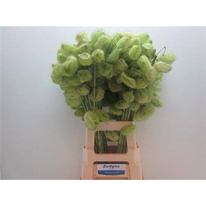 Asclepia Gom Fr Moby Dick