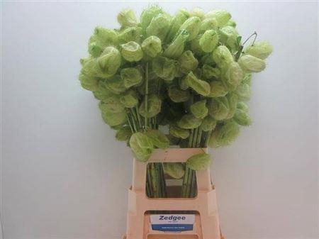 <h4>Asclepia Gom Fr Moby Dick</h4>