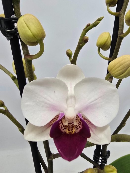 <h4>Limited 03 week 7</h4>