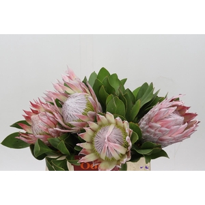 Protea Cynaroides