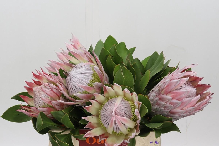 <h4>Protea Cynaroides</h4>