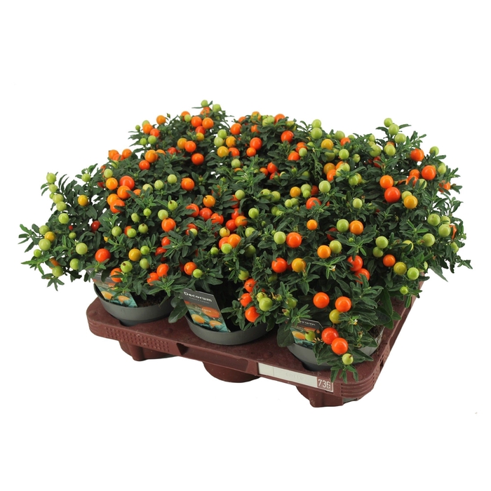 <h4>Solanum Mandarin P13 Decorum</h4>