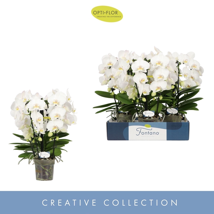 <h4>Phalaenopsis wit meer takken</h4>