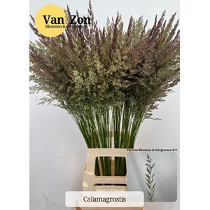 CALAMAGROSTIS BRACHY