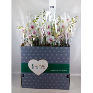 Phalaenopsis  'Red Lips'
