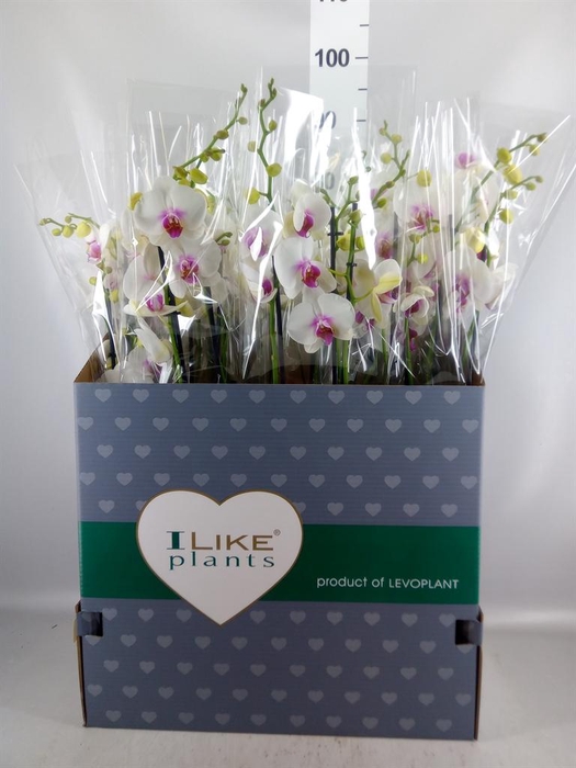 <h4>Phalaenopsis  'Red Lips'</h4>