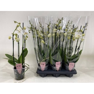 PHAL AN INVERNESS