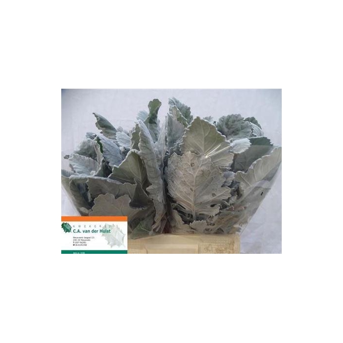 <h4>Jacobaea New Look</h4>