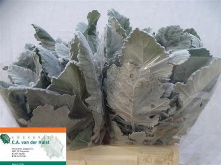 <h4>Jacobaea New Look</h4>