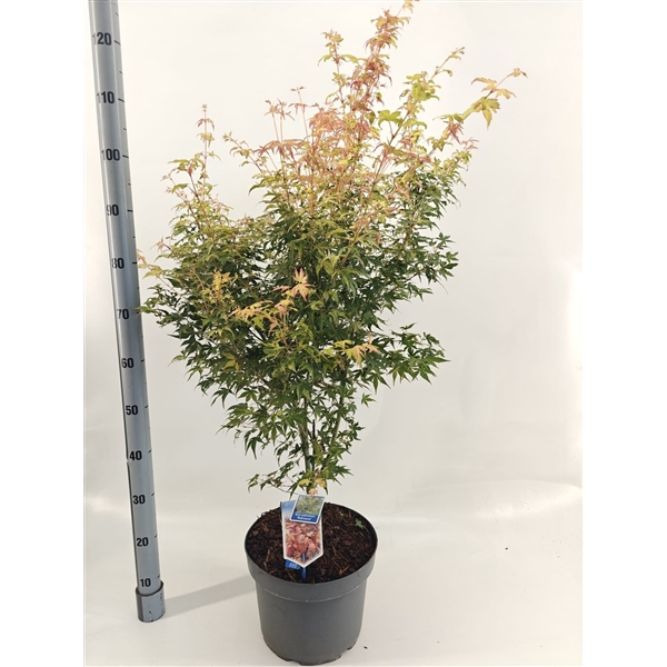 <h4>Acer pal. 'Katsura'</h4>