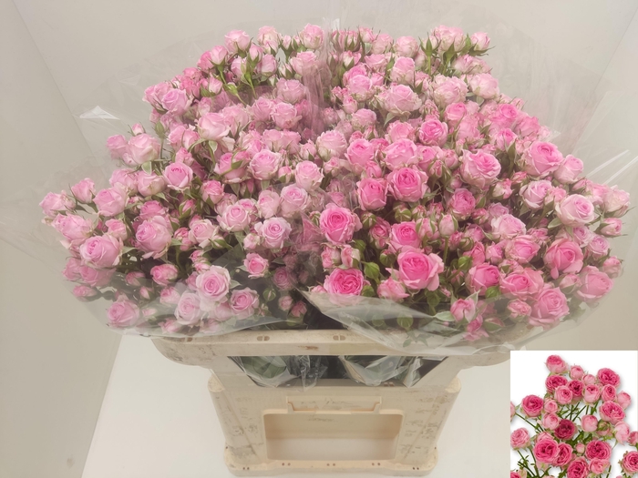 <h4>R TR KATE-LYNN PINK</h4>