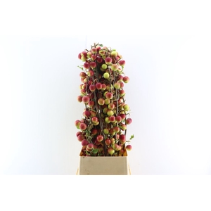 Malustak Rough Dark Red 120cm P Stem