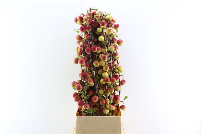 <h4>Malustak Rough Dark Red 120cm P Stem</h4>