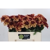 Dahlia Creme de Cognac