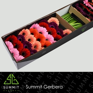 Germini Mix Purple Doos