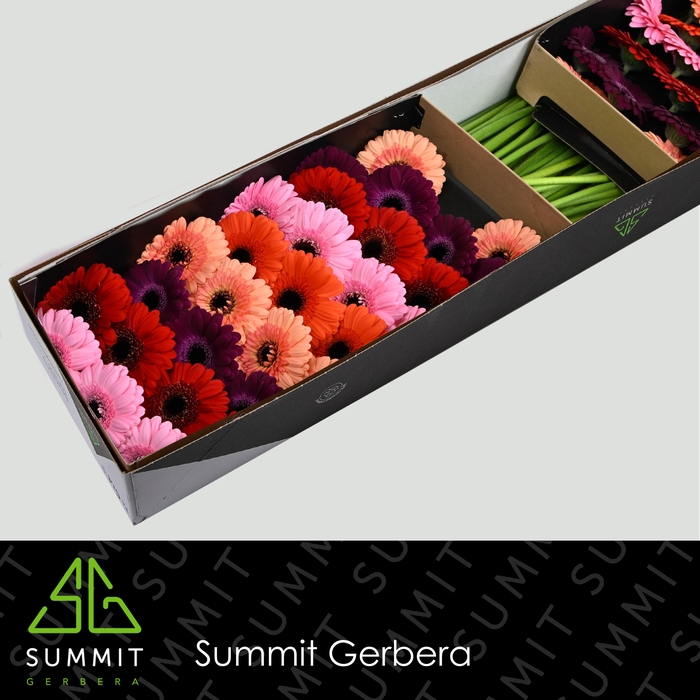 <h4>Germini Mix Purple Doos</h4>