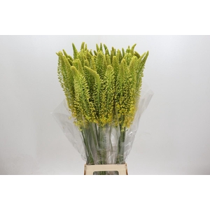 Eremurus Stenophyllus