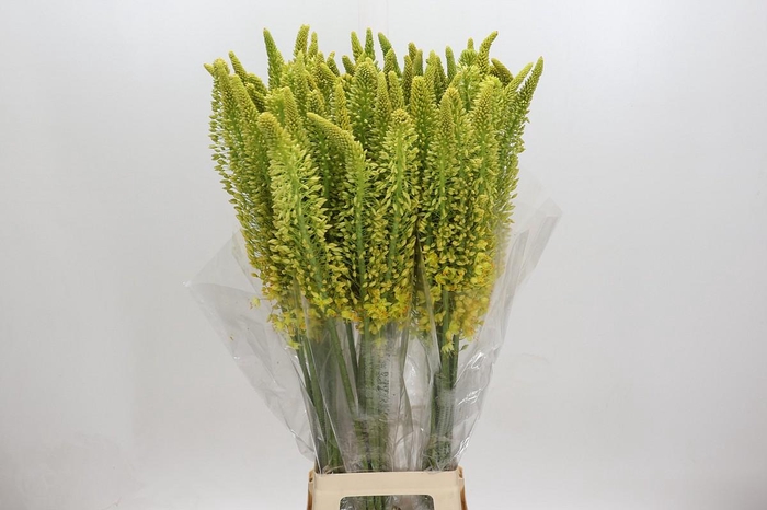 <h4>Eremurus Stenophyllus</h4>