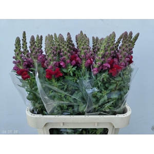 ANTIR ANTIBES RED