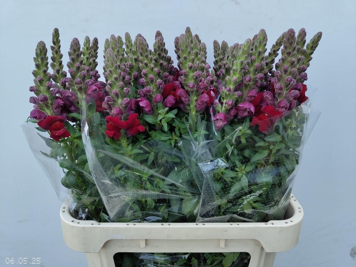 <h4>ANTIR ANTIBES RED</h4>