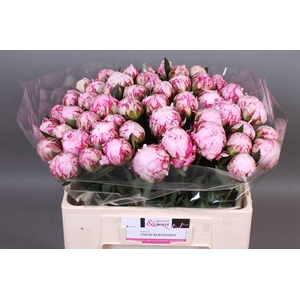 Paeonia Sarah Bernhardt | Heavy Quality