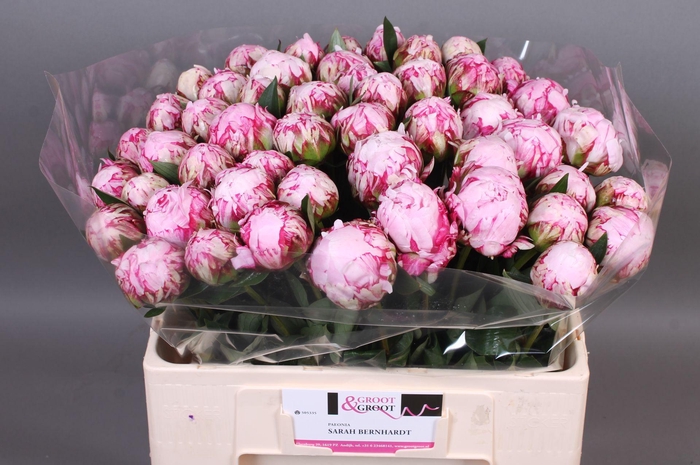 <h4>Paeonia Sarah Bernhardt | Heavy Quality</h4>