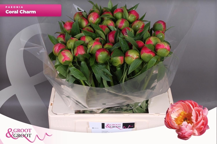 <h4>PAEO  CORAL CHARM</h4>