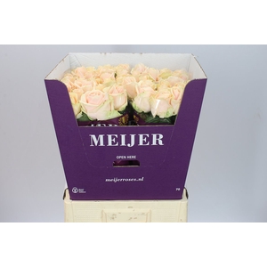 Rosa Gr Avalanche Pearl