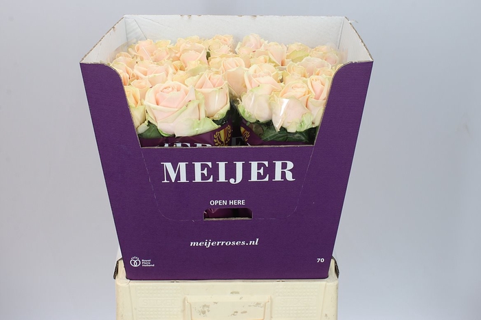 <h4>Rosa Gr Avalanche Pearl</h4>