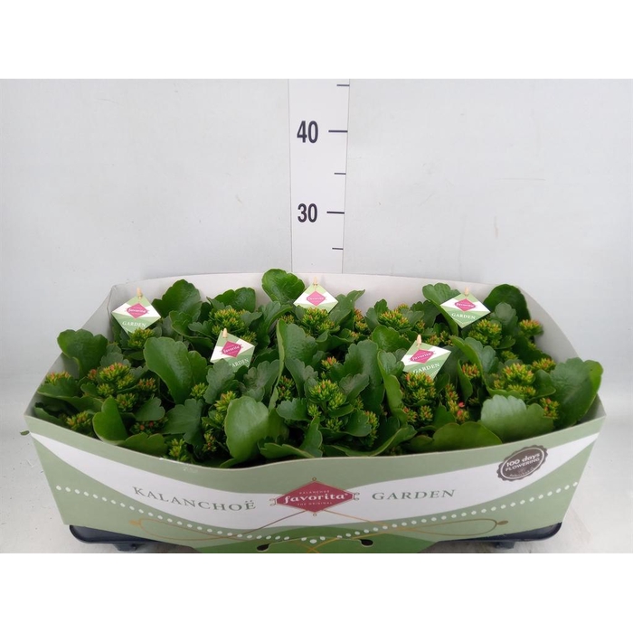 <h4>Kalanchoe  'Thalia'</h4>