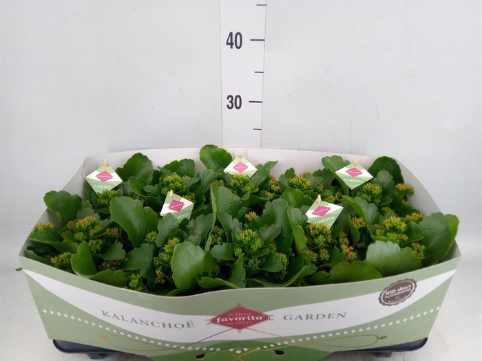 Kalanchoe  'Thalia'