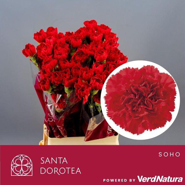 <h4>DI ST DON PEDRO</h4>