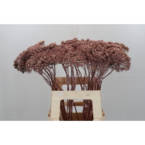 Ammi Visnaga Painted Rose Gold