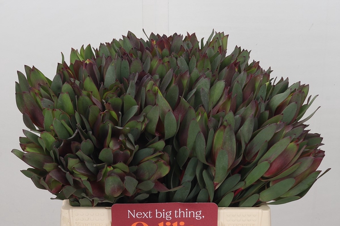 Leucadendron Senorita