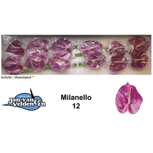 Anth. andr. 'Milanello' x12